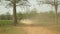  farmer driving an empty oxcart on dusty rural path through tobacco field