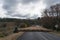 Farmer driving herd of sheep with two shepherd dogs on countryside road