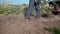 Farmer driving small tractor for soil cultivation and potato digging. Autumn harvest potato picking