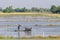 The farmer driving tiller tractor to plow paddy field