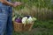 Farmer with an ecological harvest of vegetables in a basket near the garden beds in summer