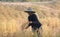 Farmer and elephants at rice field doing harvest