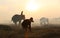 Farmer and elephants at rice field doing harvest