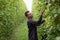 Farmer engineer inspects future green bean harvest. Agricultural industry