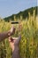 Farmer estimates wheat harvest using a mobile application