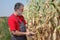 Farmer examine damaged corn field