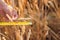 Farmer examine and measure with ruler wheat ears at agricultural field. Rich harvest concept