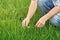 Farmer Examines and Controls Young Wheat Cultivation Field