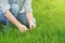 Farmer Examines and Controls Young Wheat Cultivation Field