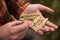 The farmer examines the ears of wheat on his palm. Agricultural industry