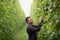 Farmer examines green bean pods. Agricultural industry