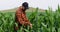 The farmer examines the green shoots of corn. Work in the field