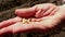 A farmer examines the seeds before planting. A close-up of the hands of a farmer girl sorting out the seeds before planting.