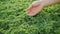 Farmer examines tomatoes seedlings growth