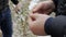 Farmer examines winter wheat plants. Sprouts in the agronomist hands of an agronomist. Checking young harvest in a snowy