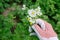 Farmer examining blooming potato plant