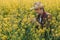 Farmer examining blooming rapeseed plant in cultivated field