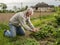 Farmer examining blooming strawberry