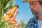 Farmer examining corn on the cob in field