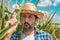 Farmer examining corn maize plants in field