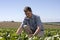 Farmer examining the crop