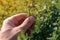 Farmer examining lucerne alfalfa crops in field, close up of male hand