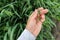 Farmer examining oat crops in field, close up of hand