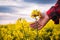 Farmer examining oilseed rape field and control growth of crop