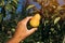 Farmer examining pear fruit grown in organic garden