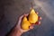 Farmer examining pear fruit grown in organic garden