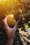 Farmer examining pear fruit grown in organic garden