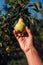 Farmer examining pear fruit grown in organic garden