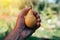 Farmer examining pear fruit grown in organic garden