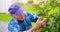 Farmer examining plants on farm.