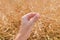 Farmer examining ripe rapeseed pods before harvest