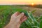 Farmer examining sorghum plants in field