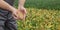 Farmer examining soy bean crop in field