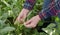 Farmer examining soy bean plants field