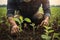 Farmer examining soybean plant in field. Agricultural activity at cultivated land. Man agronomist inspecting the plants..