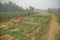 Farmer family plucking Chrysanthemums, Chandramalika, Chandramallika flowers