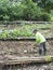 Farmer on a farm in Balamban, Cebu, Philippines