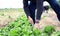 Farmer or farm worker picking up lettuces in agricultural plantation