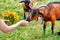 Farmer feeding alpine goats.Brown alpine goat with bell eating grass.