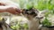 Farmer feeding baby goat with a bottle full of milk