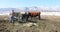 Farmer feeding cattle ranch springtime field 4K