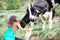 Farmer feeding cows