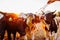 Farmer feeding cows with grass on farm yard at sunset. Cattle eating and walking outdoors.