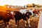 Farmer feeding cows with grass on farm yard at sunset. Cattle eating and walking outdoors.