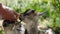 Farmer feeding two baby goat with a bottle full of milk