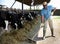 Farmer feeds the cows with compound feed in cowshed of dairy farm